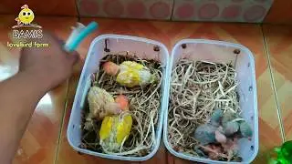 how to hand feeding love birds, time and mistakes need to be avoided