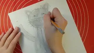 How to draw a cat step by step./Cómo dibujar un gato paso a paso.