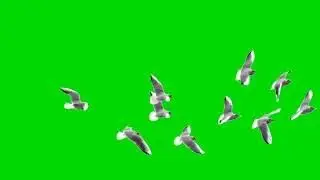 Birds group fly