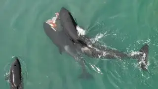 Orca Hunt New Zealand