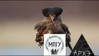 Выпуск 8. Турухтаны. Рубрика 