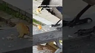 Господа, у грамотной Карлуши закончилась колбаска /4149 5100 9506 0275 Аваль/