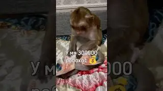 ОТКУДА СТОЛЬКО РОБАКАС? 🤑 