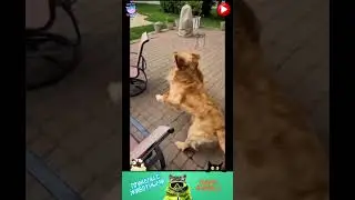 приколы с животными , смешные моменты , коты и собаки  , смех до слез #cat #dogs #animals