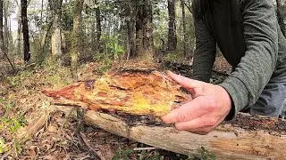 Lightning + Pine Tree = Fatwood!