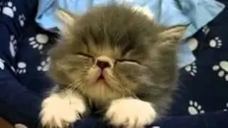 Засыпающий котенок-китаец