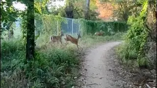 Cypresswood MTB trails at Houston, TX last trail 🦌 🦌 🦌 👀