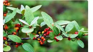 Шефердия канадская (shepherdia canadensis)