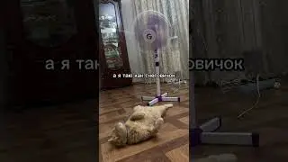 Подписывайтесь на наш канал, здесь много интересного контента 😉 #cat #рыжийкот #кот #котики #котик