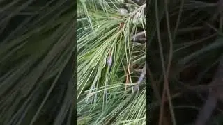 🌲Сосна веймутова Ниагара фоллс | Telegram: 