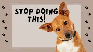 8 Things You Should Never Do to Your Dog.