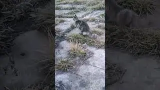 Кошка мейн-кун 🥰#домашниеживотные #мейнкуны#mainecoon #маленькаярысь #cat#кошка
