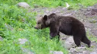 Brown Bears Photo Tours in Romania, Carpathian Mountains