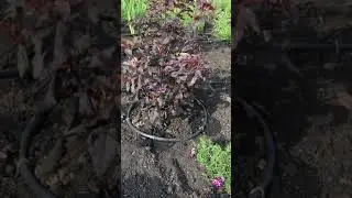 Капельный полив после высадки растений