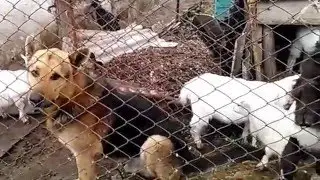 Пёс и семеро козлят. Овчарка воспитывает козлят
