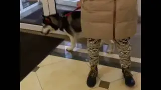 Креативное окрашивание хаски и чиха.