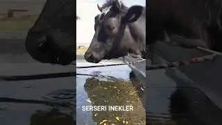 inekler şu başında #shorts