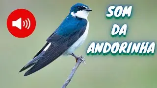 O Som da Andorinha | Som Emitido pelas Andorinhas | Som das Andorinhas | Som de Andorinha 🎶