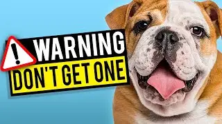 5 Reasons NOT to Get a British Bulldog
