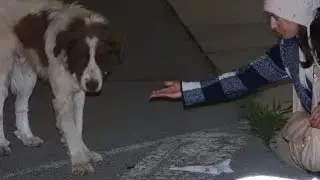 Rescue of a giant dog who didn't know how to ask for help