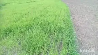Внесення гербіциду на кукурузу, ячмінь буде спати 100ц 🤣