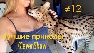 Лучшие приколы CleverShow #12