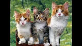 Забавные котята играют с мамой кошкой