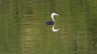 Чомга р.Чусовая