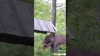 Лось на солонце кормушке
