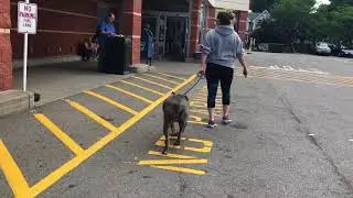 Training an Extremely Aggressive Dog