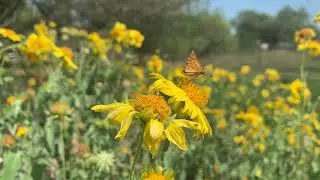 Fiery Skipper Nectaring