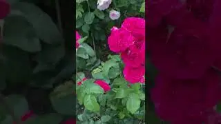 Английская роза Дарси