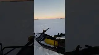 Вечерний закат в мороз -36. Дикие косули в поле.