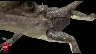ling tailed Agama Model 3d for c4d free downloads (file describe)