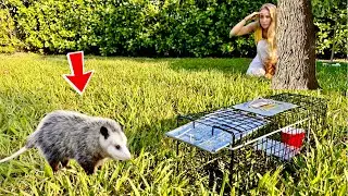 Saving My Chickens From Being Attacked! (Making a Trap)