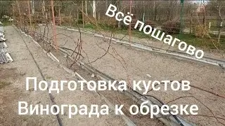 предварительная обрезка винограда подготовка винограда к обрезке всё что нужно сделать
