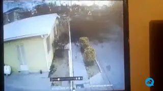 Hundreds of birds die suddenly in Cuauhtémoc, Mexico