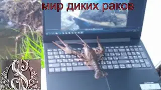 *Ловля раков*Раки дикие живые селигерские  *рыбалка 2020*