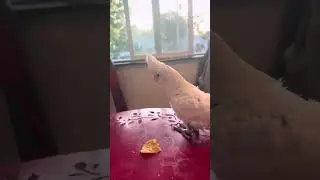Boo the Mischievous Goffins Cockatoo Walks Across the House for Wine! 🍷 | Parrot Fun in the Sunroom