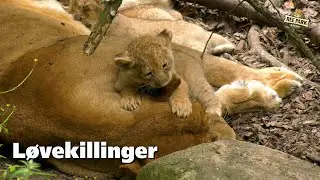 Løvekillingerne er kommet ud