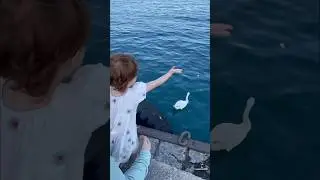 Лебедя покормили ☺️