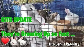 RABBIT Kits Update | Tito Bern's Rabbitry