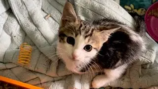 Cute Kittens In The Nursery!