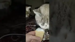 Samuel and Abram 🌸🍦The cat eats ice cream