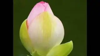 Lady Mary Ann sung by Jean Redpath