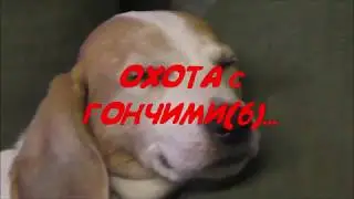 Охота с Эстонскими Гончими!..(6)