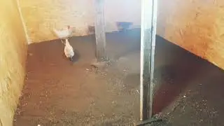 Работа кипит. ч.1 Подготовка пола к заливке. #shorts #деревня #курятник #лпх