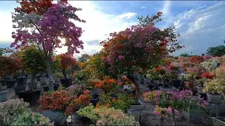 Land of Bougainvillea #bougainvillea #gensan #garden