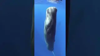 Киты спят как космонавты на МКС 