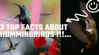 3 TOP FACTS YOU DIDN'T KNOW ABOUT Hummingbirds !!!!